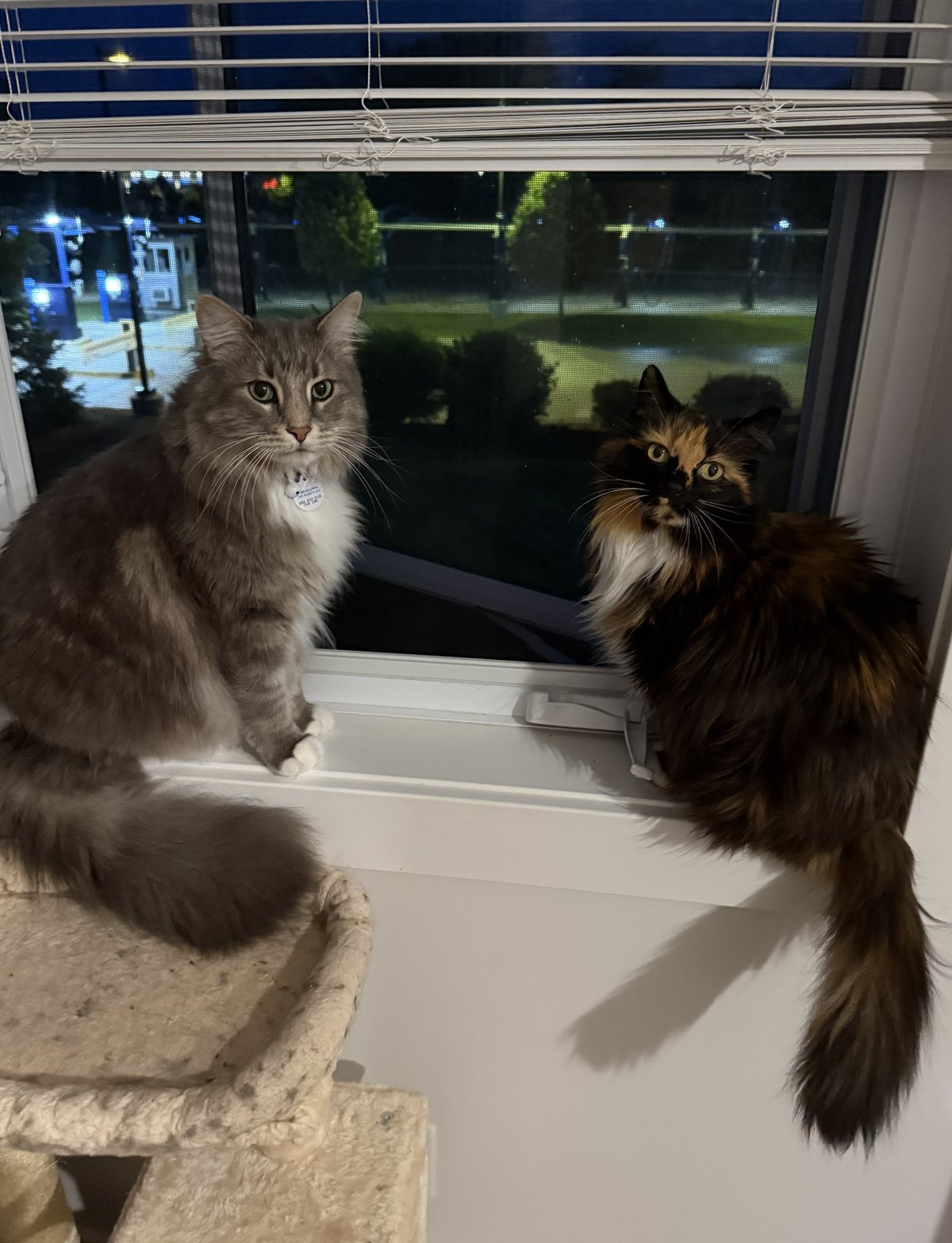 Oliver Sloan and Sosa on the windowsill