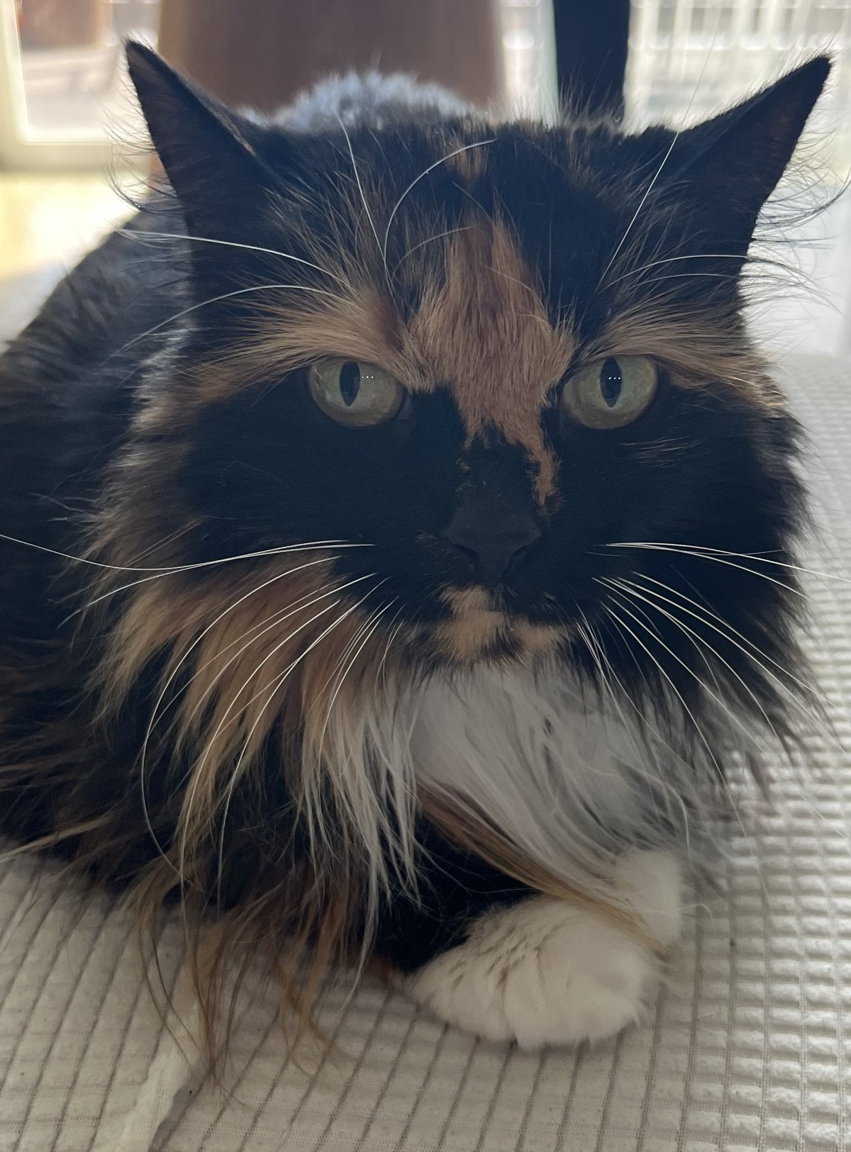 Sosa the calico